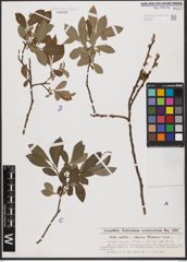 Foto von Salix aurita L. x Salix cinerea L.